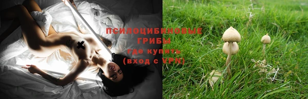 стаф Абинск